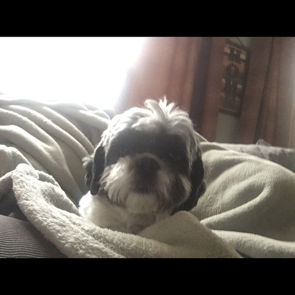 Meet your Posher, Artemis - Picture 2 of 2